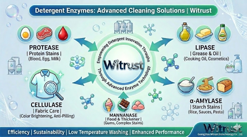 Detergent Enzymes: Advanced Cleaning Solutions from WitrustBio